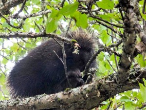 A porcupine visiting a wild apple tree, and leaving spoor in its wake.